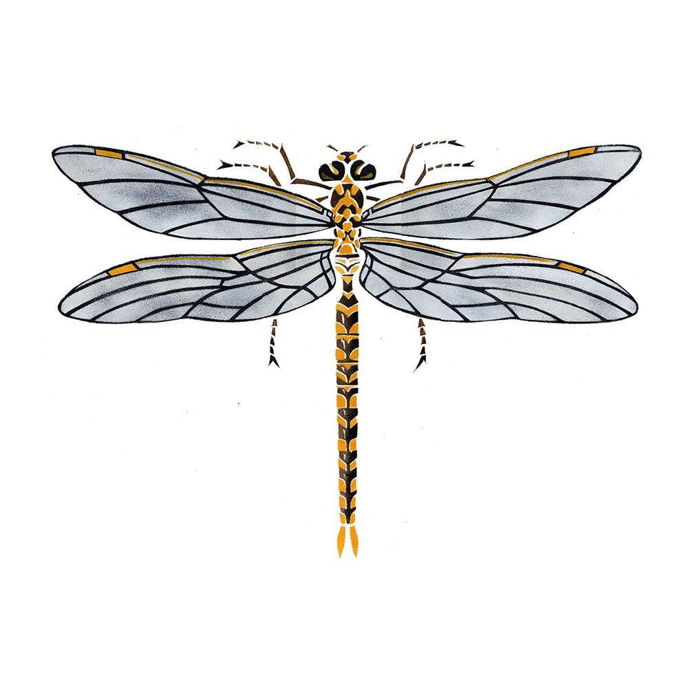 5. Dragonfly 1 5. Dragonfly