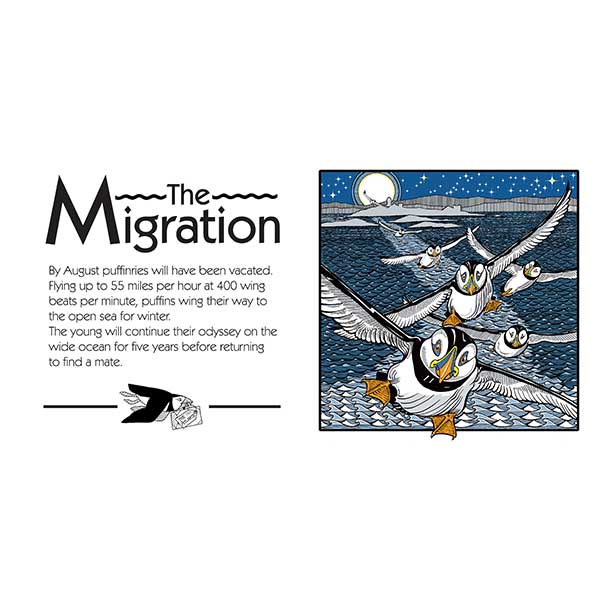 9. Puffins Lifecycle 4 Layout 1 Page 13 web davidhallartist.info