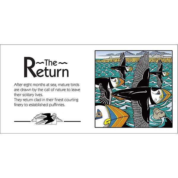 9. Puffins Lifecycle 3 Layout 1 Page 4 web davidhallartist.info