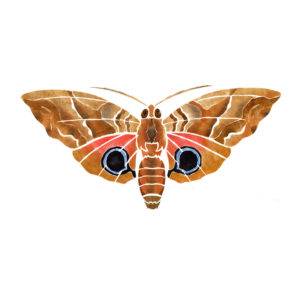 5. Moth