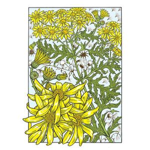 Ragwort davidhallartist.info