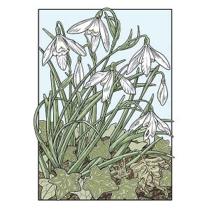 Snowdrop davidhallartist.info