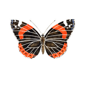 5. Red Admiral