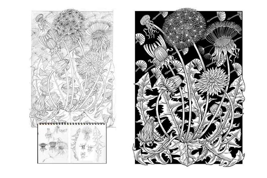 Dandelion web davidhallartist.info